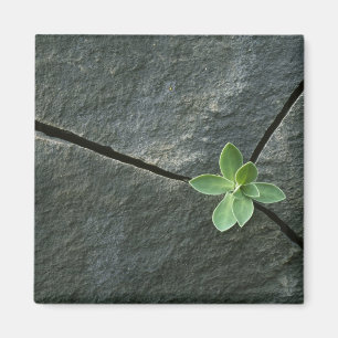 割れた大きい石で育つ植物 マグネット