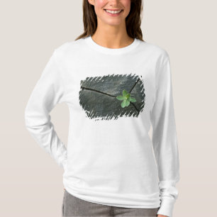 割れた大きい石で育つ植物 Tシャツ