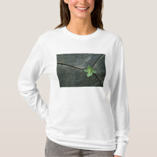 割れた大きい石で育つ植物 Tシャツ