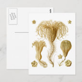 割れ目 ポストカード (正面/裏面)