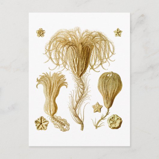 割れ目 ポストカード (正面)