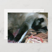 割烹のはがきに猫が休む ポストカード (正面/裏面)