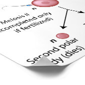 創世記ポスター ポスター (角)
