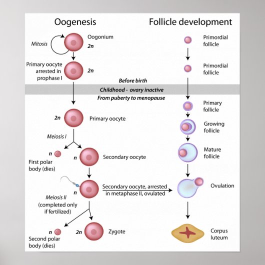 創世記ポスター ポスター (正面)