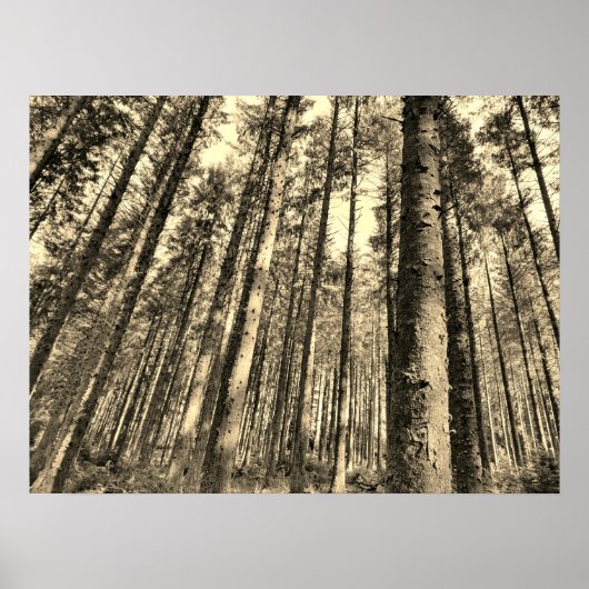 劇場森林樹のポスター ポスター (正面)