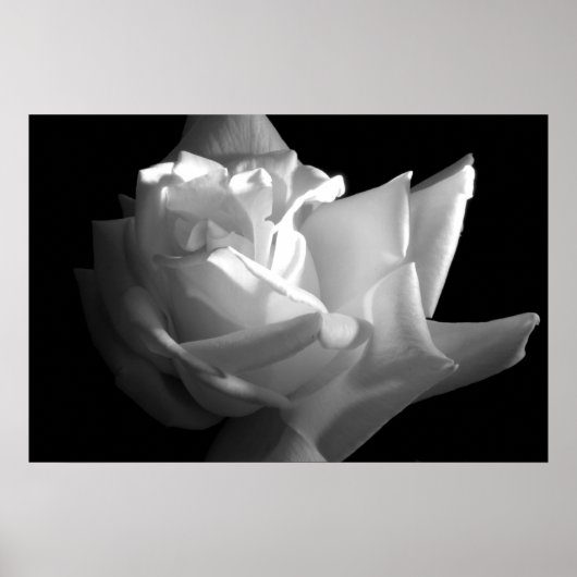 劇的なバラプリント ポスター (正面)