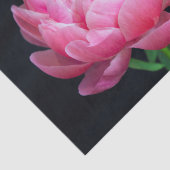 劇的な美しいピンクの牡丹 薄葉紙 (詳細)
