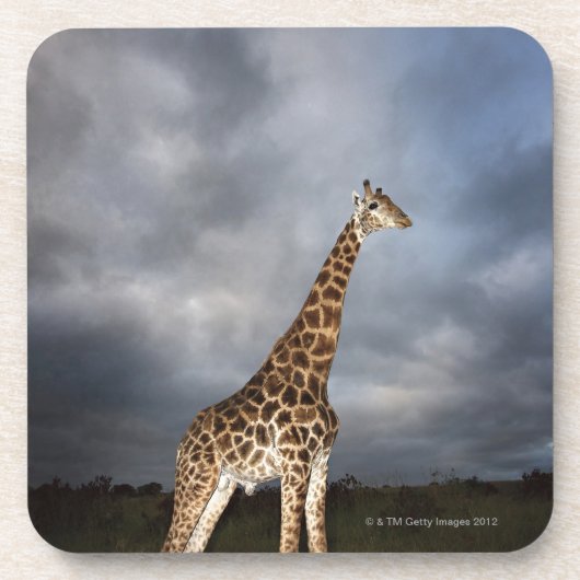 劇的のキリン(Giraffaのcamelopardalis) コースター (正面)