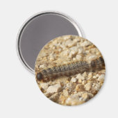 加工キャタピラーマグネット マグネット (正面/裏面)