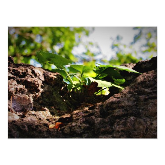 「労苦から命へ」 フォトプリント            (正面)