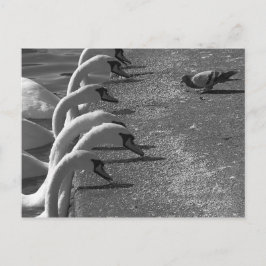 勇敢なハト ポストカード