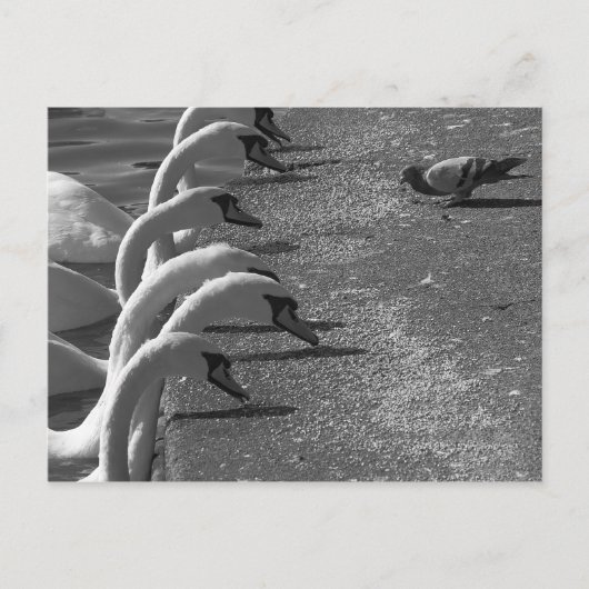 勇敢なハト ポストカード (正面)