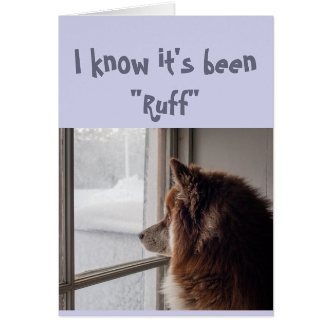 勇気付けられる/可愛い犬が外を見て元気 (正面)