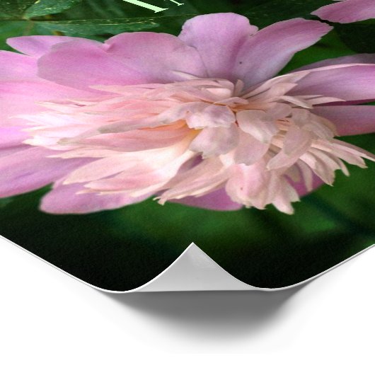 勇気牡丹フラワー感動的抽象芸術 ポスター (角)