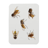 勉強のハチ – Julie de Graag マグネット (縦)