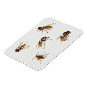 勉強のハチ – Julie de Graag マグネット (左側)