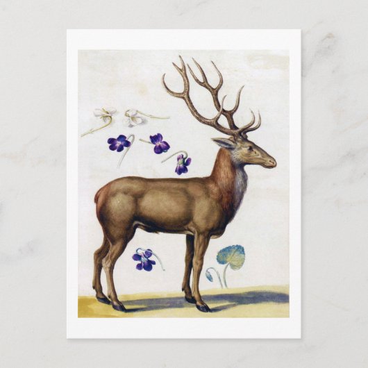勉強シカと花アルカンボルド ポストカード (正面)