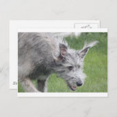 動いている耳 ポストカード (正面/裏面)