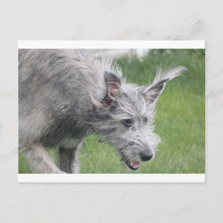 動いている耳 ポストカード