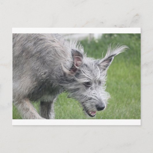 動いている耳 ポストカード (正面)