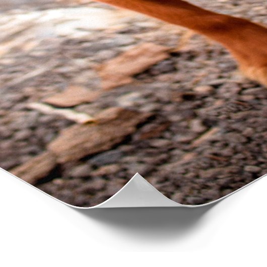 動物おもしろいミーム犬のミームユーモアのある写真 ポスター (角)