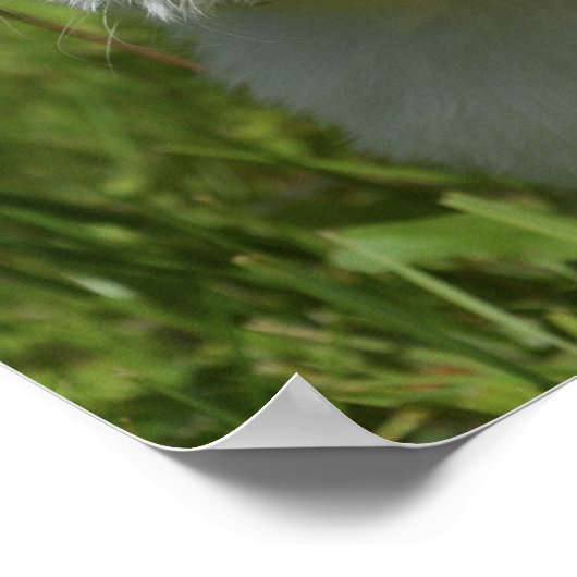 動物おもしろいミーム犬のミームユーモアのある写真 ポスター (角)