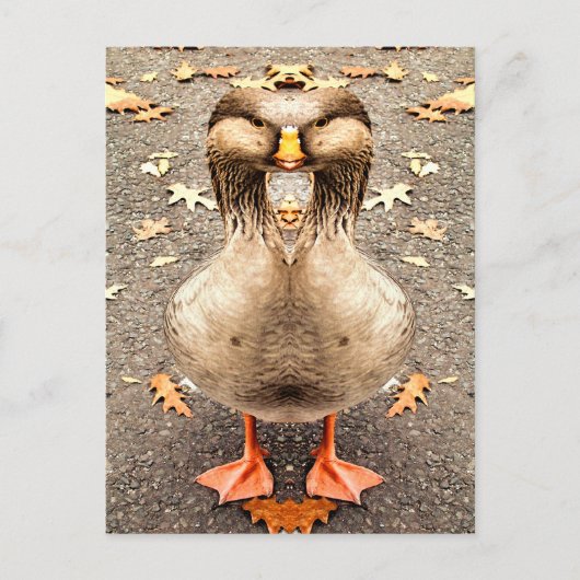 動物おもしろい ポストカード (正面)