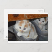 動物かわいい子猫子猫ペット猫 ポストカード (正面/裏面)