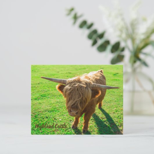 動物と農場の恋人のための高地牛の牛 シーズンポストカード (スタンド正面)