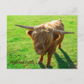 動物と農場の恋人のための高地牛の牛 シーズンポストカード (正面)