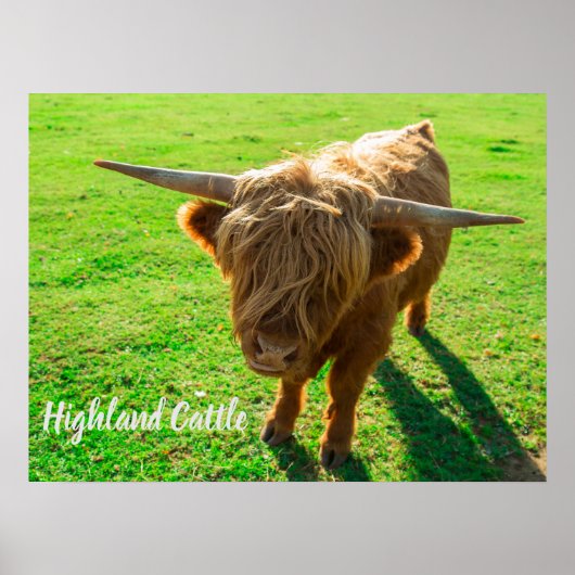 動物と農場の恋人のための高地牛の牛 ポスター (正面)
