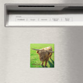 動物と農場の恋人のための高地牛の牛 マグネット (インサイチュ (食洗機))