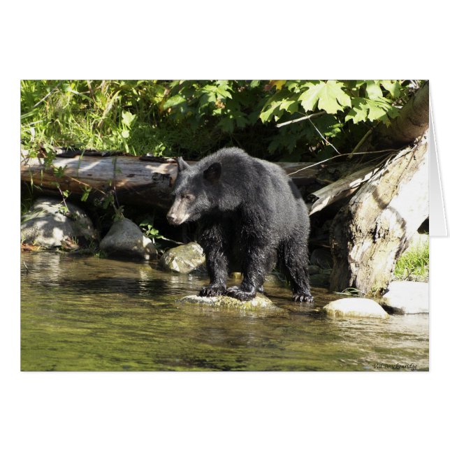 動物と野生動物の支援者のためのクマのデザイン (正面横)