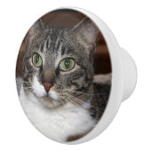 動物の写真を見るタビー猫 セラミックノブ (右)