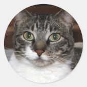 動物の写真を見るタビー猫 ラウンドシール (正面)