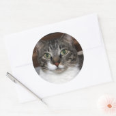 動物の写真を見るタビー猫 ラウンドシール (封筒)