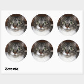 動物の写真を見るタビー猫 ラウンドシール (シート)