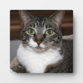動物の写真を見るTabby Cat フォトプラーク (正面)