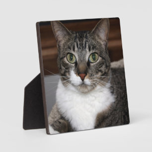 動物の写真を見るTabby Cat フォトプラーク