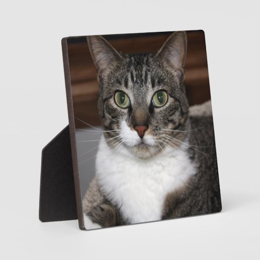 動物の写真を見るTabby Cat フォトプラーク (正面)