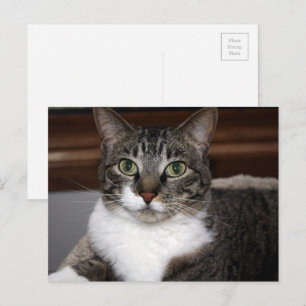 動物の写真を見るTabby Cat ポストカード
