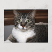 動物の写真を見るTabby Cat ポストカード (正面)