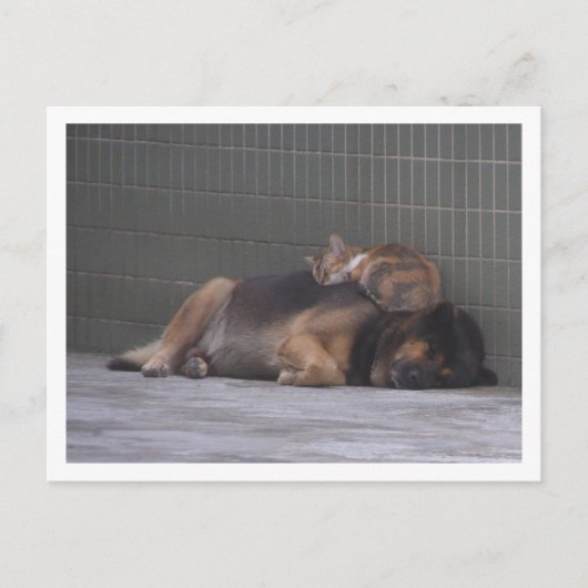 動物の友人と一緒に眠っている猫の犬 ポストカード (正面)