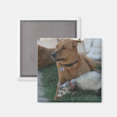 動物の友人フェレットと犬と磁石！ マグネット (正面/裏面)