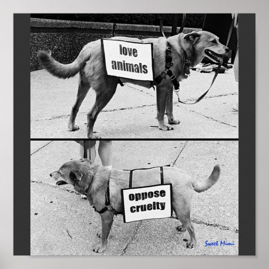 動物の愛 ポスター (正面)