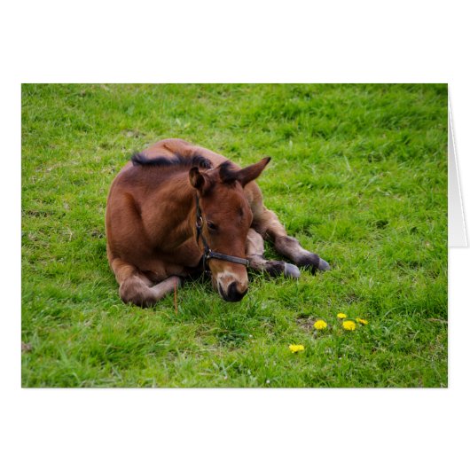 動物の挨拶カード空白のの中。 (正面横)