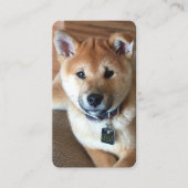 動物の気にプロフェッショナル柴犬子犬の写真 名刺 (正面)