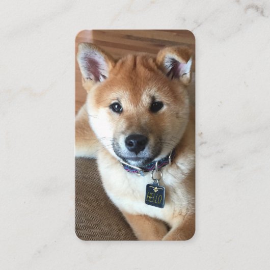 動物の気にプロフェッショナル柴犬子犬の写真 名刺 (正面)