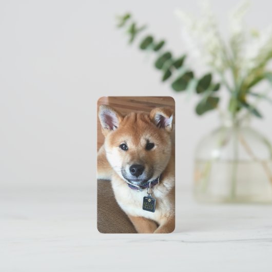 動物の気にプロフェッショナル柴犬子犬の写真 名刺 (スタンド正面)