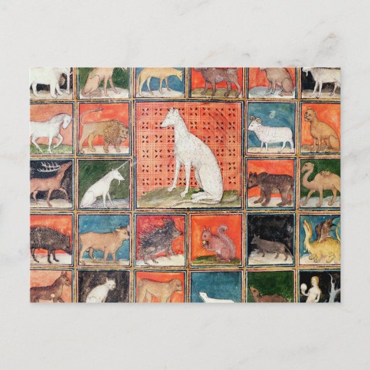 動物の特性：哺乳類 ポストカード (正面)